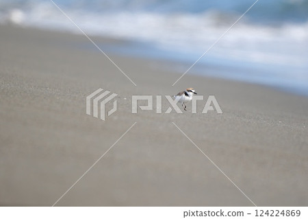 A plover walking lightly along the beach with the waves lapping on the shore A plover walking lightly along the beach with the waves lapping on the shore 124224869