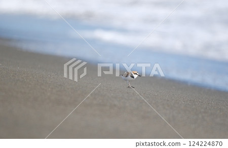 A plover walking along the beach and looking out to sea 124224870