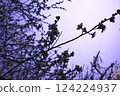 In early spring, plum blossoms are in full bloom. 124224937
