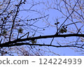 Plum blossoms telling the spring 124224939