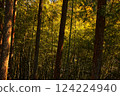  Bamboo grove 124224940