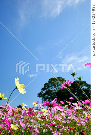 Sunny day sky and cosmos 124224958