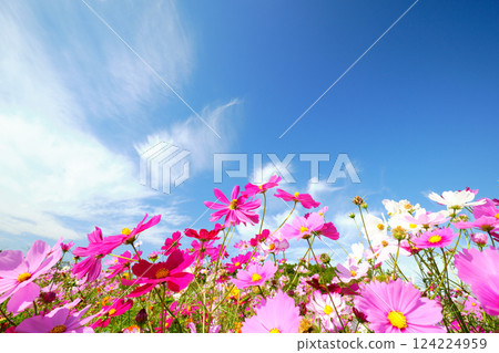 Landscape of the sky and cosmos 124224959