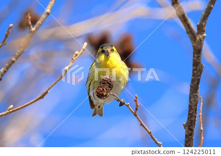 我在釧路濕原遇見的金翅雀 124225011