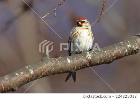 我在釧路濕地遇見的紅poll鳥 124225012