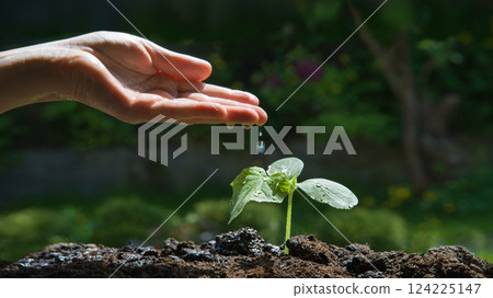 Male hand watering small plant Male hand watering small plant 124225147
