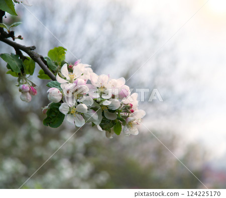Cute flowers on the branch 124225170