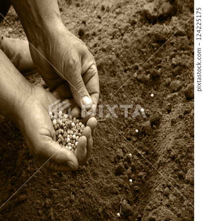 Old human worker sowing a pea Old human worker sowing a pea 124225175