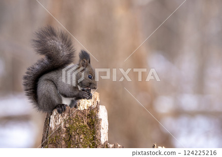 Ezoris eating walnuts on a tree Ezoris eating walnuts on a tree 124225216
