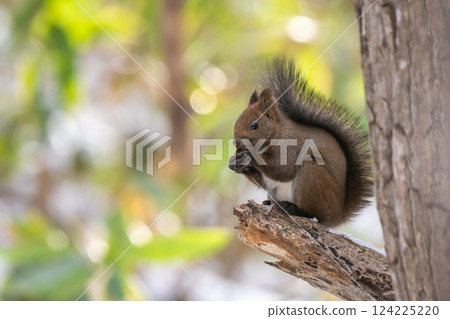 Ezoris在樹上吃核桃 124225220