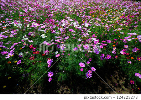 腳下盛開的波斯菊花海 腳下盛開的波斯菊花海 124225278