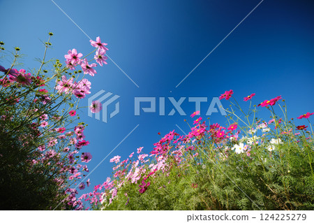 仰望美麗的宇宙景觀 仰望美麗的宇宙景觀 124225279