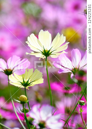 美麗的宇宙背影 124225281