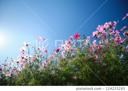 美麗的波斯菊在頭頂蔓延 124225283
