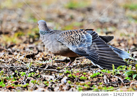 Turtle dove with spread wings 124225357