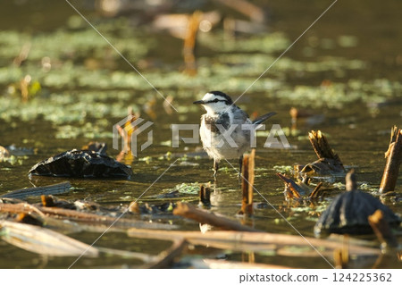 Hakusekirei 124225362