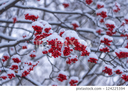 Rowan with snow 124225394