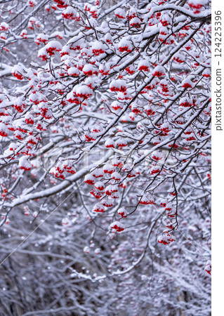 有雪的羅文 有雪的羅文 124225396