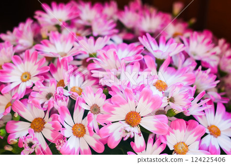 Spring flower Spring flower 124225406