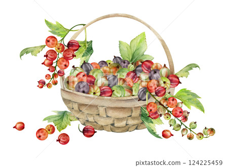 Currant gooseberry clusters, leaves in weaved basket, hand drawn in watercolor, ripe picked garden berry harvest, casseille jostaberry. Isolated illustration. Cosmetics, holistic lifestyle branding 124225459