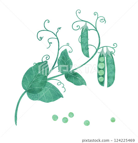 Ripe green peas with twigs and leaves, composition on a white background. An element for decorating food Ripe green peas with twigs and leaves, composition on a white background. An element for decorating food 124225469