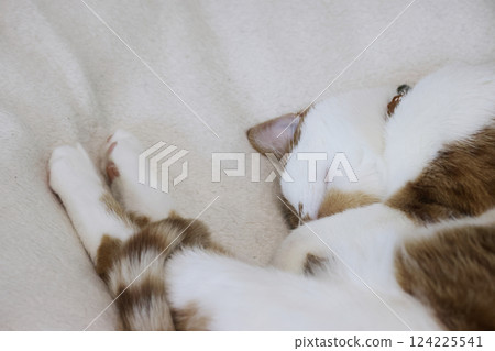 A ginger cat with white fur. Sleeping on its side. In a quirky pose. Wrapped its tail around the hind legs. Close-up. A ginger cat with white fur. Sleeping on its side. In a quirky pose. Wrapped its tail around the hind legs. Close-up. 124225541