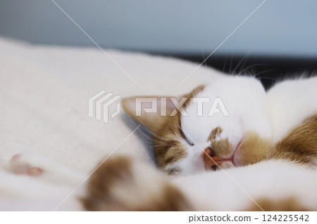 A ginger cat with white fur. Sleeping on its side. In a quirky pose. Close-up of the head. 124225542