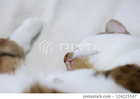 A ginger cat with white fur. Sleeping on its side. In a quirky pose. Close-up of the head. A ginger cat with white fur. Sleeping on its side. In a quirky pose. Close-up of the head. 124225547