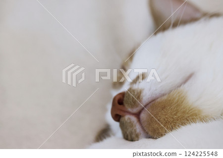 Close-up of a ginger cat's face. Sleeping cat. 124225548