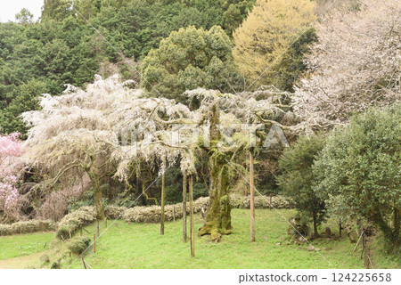 Chokozan Shotaiji Temple Weeping Cherry Blossoms 124225658