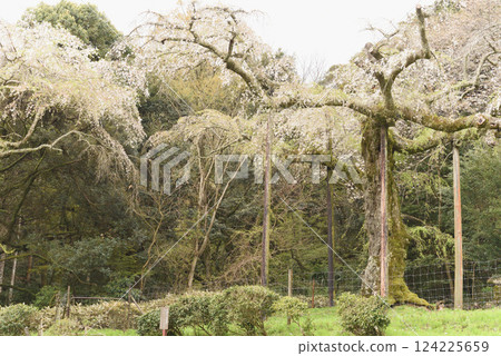 Chokozan Shotaiji Temple Weeping Cherry Blossoms 124225659