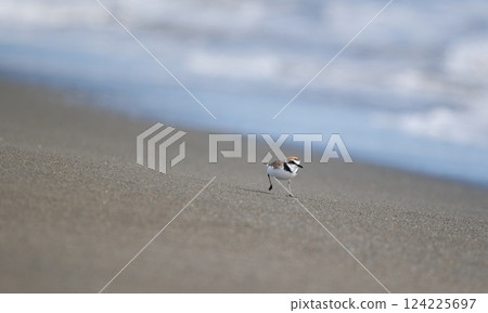 一隻鴴在海灘上奔跑，海浪拍打著海岸 124225697