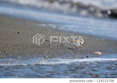 A plover walking toward the water's edge on a sandy beach littered with pebbles and shells A plover walking toward the water's edge on a sandy beach littered with pebbles and shells 124225706
