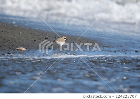 A plover walking slowly across a sandy beach with pebbles and shells scattered around A plover walking slowly across a sandy beach with pebbles and shells scattered around 124225707