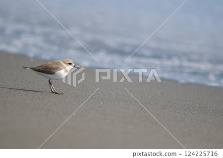 A plover stops on the beach and looks out to sea A plover stops on the beach and looks out to sea 124225716