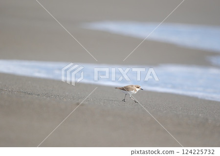A plover running towards the shore 124225732