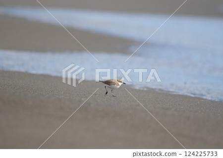 A plover standing on the beach gazing at the sea 124225733