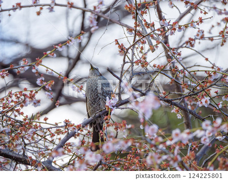 在李子分支停止的布朗噴泉 在李子分支停止的布朗噴泉 124225801