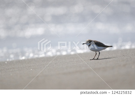 Plover Standing on the Shore Plover Standing on the Shore 124225832