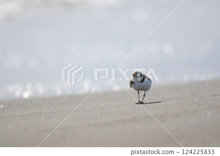 A plover walking along the shore A plover walking along the shore 124225833