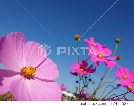 Cosmos shining in the blue sky Cosmos shining in the blue sky 124225884