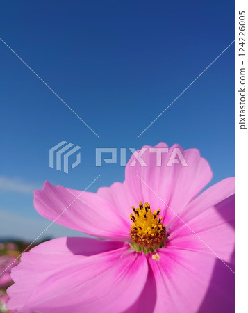 Cosmos shining in the blue sky 124226005