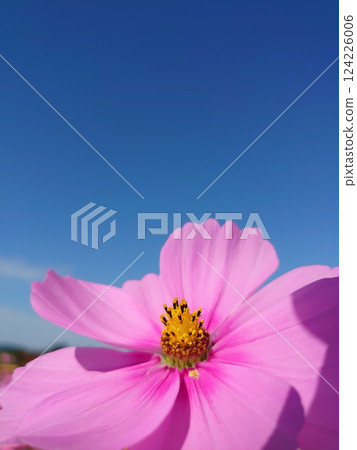 Cosmos shining in the blue sky 124226006