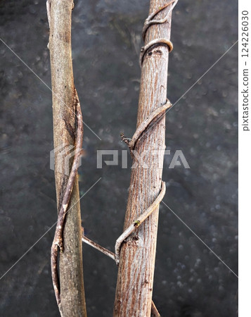 Dead branches, vines wrapped around dead branches, dead branches and vines 124226030