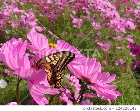 燕尾蝴蝶吮吸宇宙花蜜 燕尾蝴蝶吮吸宇宙花蜜 124226142