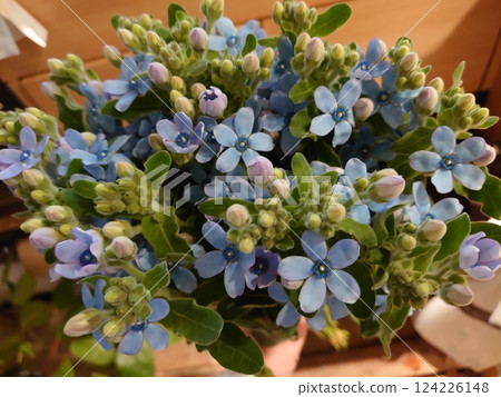 blue flower blue flower 124226148