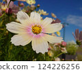 Cosmos shining in the blue sky 124226256