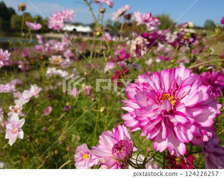 Dahlias shining against the blue autumn sky 124226257