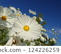 White cosmos and blue sky 124226259