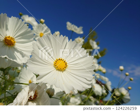 White cosmos and blue sky 124226259